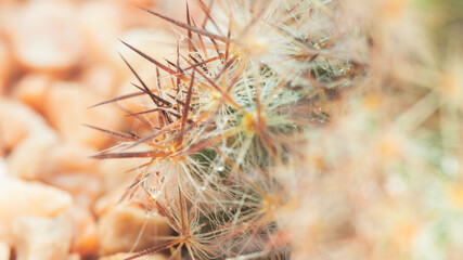 cactus macro