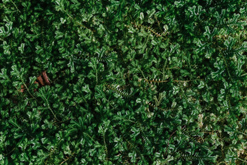 fern green in thailand