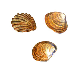 Set sea shell close-up. Watercolor illustration isolated on white background.