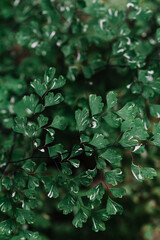 fern green in thailand