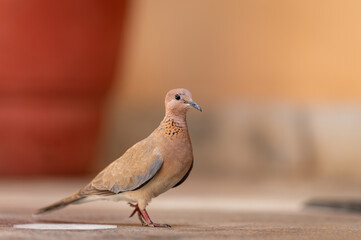 Laughing dove or Spilopelia senegalensis pigeon at jaipur india
