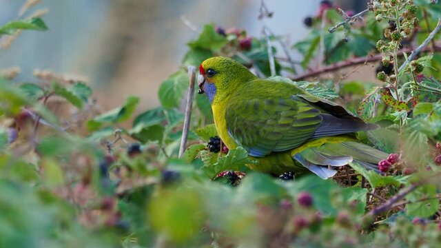 Green Rosella - Platycercus caledonicus or Tasmanian rosella is a species of parrot native to Tasmania and Bass Strait islands.