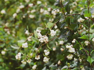 (Symphoricarpus albus) Branches arqu&eacute;es de symphorines garnies de baies blanc nacr&eacute; 
