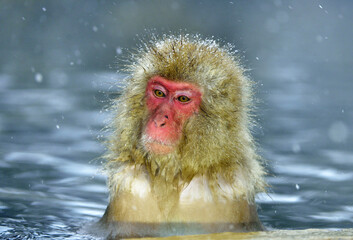 Snow monkey in natural hot spring. The Japanese macaque ( Scientific name: Macaca fuscata), also known as the snow monkey.