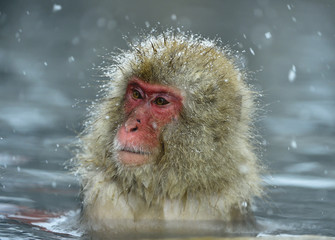 Snow monkey in natural hot spring. The Japanese macaque ( Scientific name: Macaca fuscata), also known as the snow monkey.