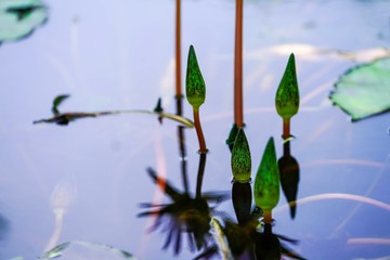 water lily of the valley
