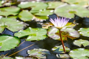 pink water lily in a pond