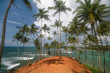 Palm trees on The Indian ocean, Sri Lanka.