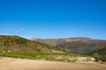 Orchard in the South of France, mountains in the background, a blue sky. Summer in Provence.