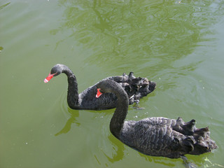 Black swans water. Two black swans romantic scene. Black swans view. Cygnus atratus.