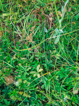 Grassy background. "Galium triflorum Michx".