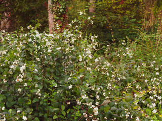 Symphorine ou arbre à perles blanc nacré de symphorine à grappes (Symphoricarpus albus) 