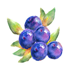 Bilberry. Blue bilberry with leaflets. Watercolor illustration isolated on white background.