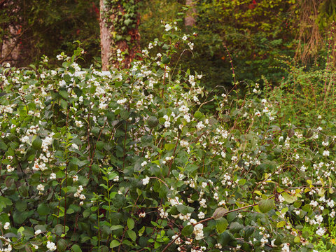 Symphorine ou arbre &agrave; perles blanc nacr&eacute; de symphorine &agrave; grappes (Symphoricarpus albus) 