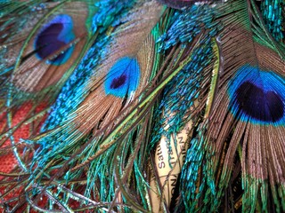 Fototapeta premium feathers of peacock