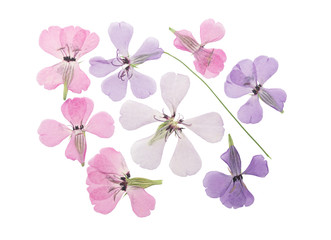 Pressed and dried flowers viscaria, isolated on white background. For use in scrapbooking, floristry or herbarium.