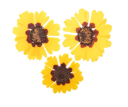 Pressed And Dried Flowers Coreopsis. Isolated On White Background. For Use In Scrapbooking, Floristry Or Herbarium.