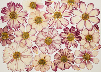 Page from an old photo album grey color. Scrapbooking element decorated with leaves, flowers and...
