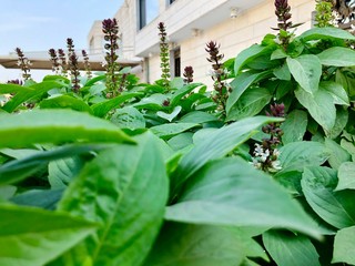 Obraz premium green plant in the garden