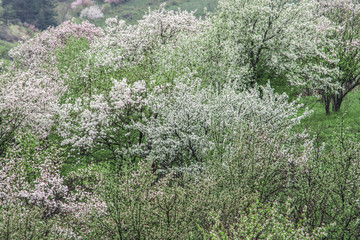 Nature in Tekeli. Spring. Kazakhstan.