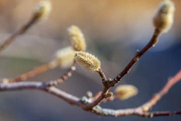 Beautiful spring willow branch