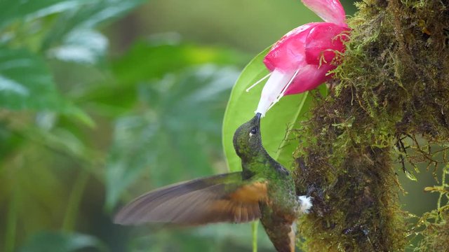 Buff-tailed coronet (Boissonneaua flavescens) feeding from a Cavendishia flower. Humid montane rainforest on the western slopes of the Andes near Mindo, Ecuador 