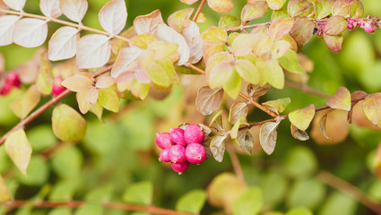 (Symphoricarpus albus) Symphorine, arbre à perles ou symphorine à grappes aux baies roses