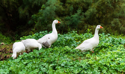 Cute white ducks looking for food in the garden
