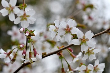 満開のチョウジザクラ、花開いたオクチョウジザクラ