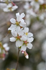 満開のチョウジザクラ、花開いたオクチョウジザクラ