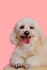 Portrait of the poodle dog smiling and looking at the camera on a  pink background.