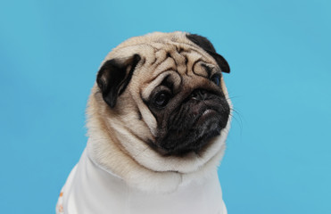 adorable dog pug breed making angry face and serious face on blue background,Pug Purebred Dog Concept
