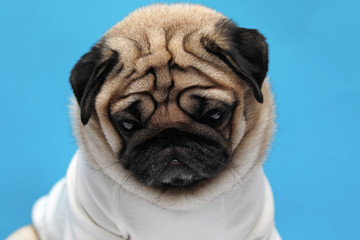 adorable dog pug breed making angry face and serious face on blue background,Pug Purebred Dog Concept