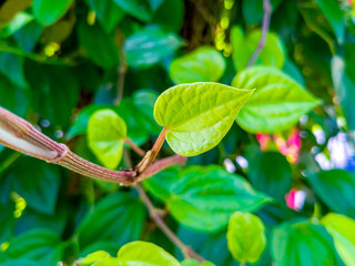 Close up green leave with blurred background