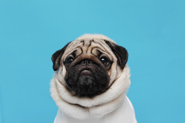 adorable dog pug breed making angry face and serious face on blue background,Pug Purebred Dog...