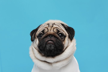 adorable dog pug breed making angry face and serious face on blue background,Pug Purebred Dog Concept