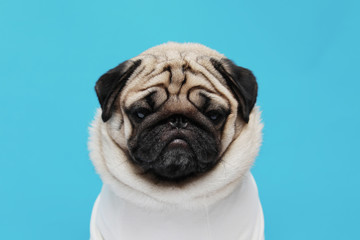 adorable dog pug breed making angry face and serious face on blue background,Pug Purebred Dog Concept