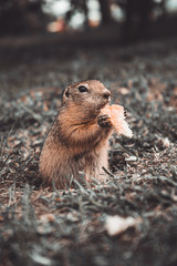 forest animal gopher eats in his hole in a clearing with leaves in autumn