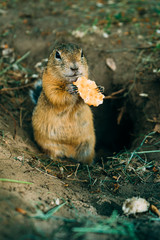 forest animal gopher eats in his hole in a clearing with leaves in autumn