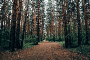dense coniferous forest in summer