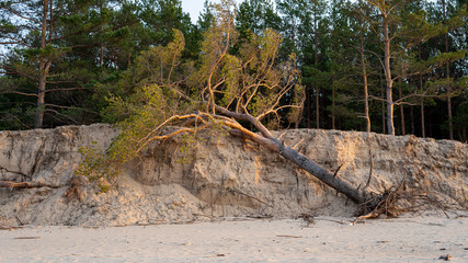 The Gauja River Flows Into the Baltic Sea Sea Gulf of Riga. Broken Pines After Storm and Washed Up Shore. Tree Trunks Washed a Shore in the Beach Coast With Eroded Beach