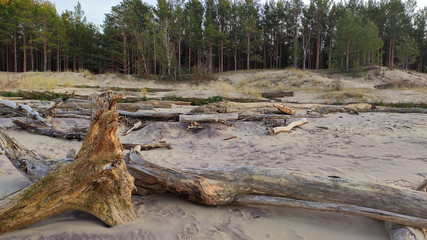 The Gauja River Flows Into the Baltic Sea Sea Gulf of Riga. Broken Pines After Storm and Washed Up Shore. Tree Trunks Washed a Shore in the Beach Coast With Eroded Beach
