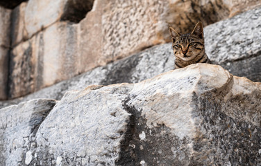 Ephesus ancient city and stray cat, Selcuk, Izmir