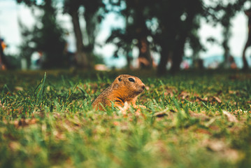 squirrel in the forest