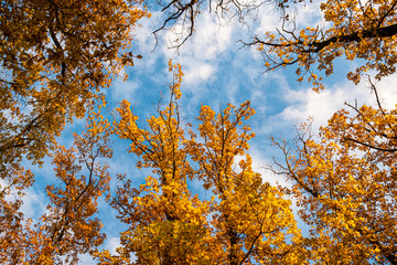 Yellow and orange tree in autumn