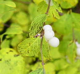 (Symphoricarpos albus) Symphorine, arbre à perles ou symphorine à grappes à floraison blanche
