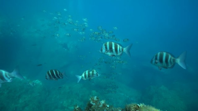 Mediterranean sea underwater, school of seabream fish with scuba divers in background, static scene, Pyrenees-Orientales, Occitanie, France