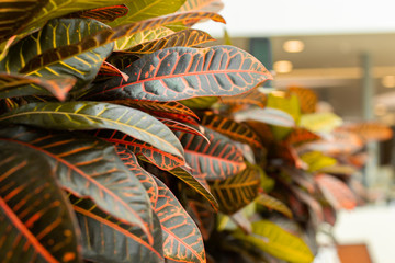 Codiaeum is a perennial ornamental indoor plant. Red leaf in green veins Codiaeum foliage close-up, background backdrop nature © OlgaKorica