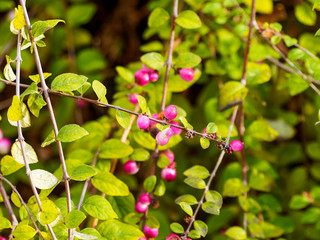 (Symphoricarpos albus)  Symphorine ou arbre à perles à fructification rose