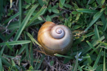 snail shell on the grass